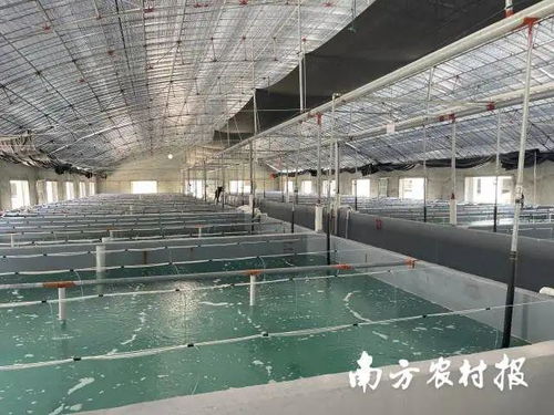打造海水種業硬支柱 小鎮推動苗種生產規范化與全產業鏈發展