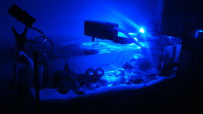 三湖慈鯛養殖中海水技術的應用與過濾系統優化探討