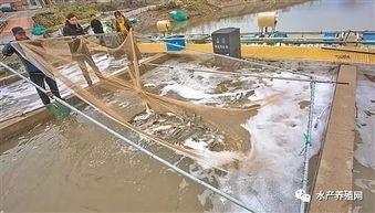 海水池塘內(nèi)循環(huán)養(yǎng)殖技術(shù) 經(jīng)濟與生態(tài)效益雙豐收的創(chuàng)新之路